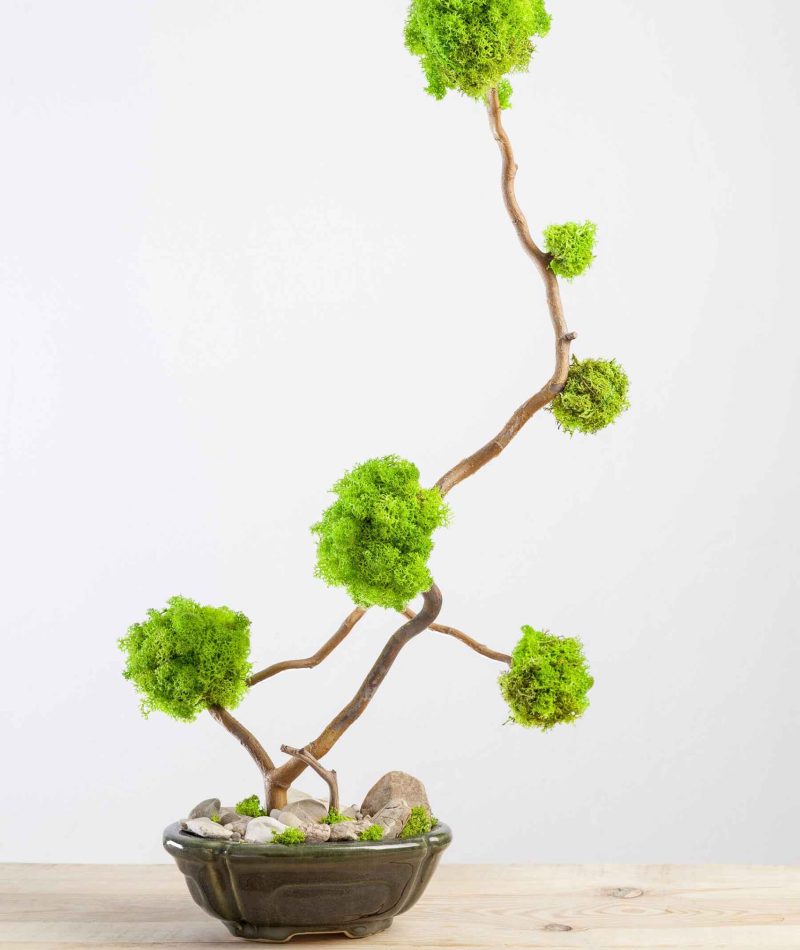 marimo-moss-ball-tree-bonsai-tree-2021-04-03-14-00-45-utc.jpg